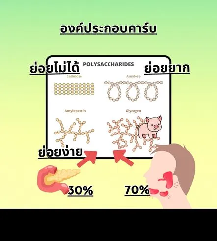 กินแป้งเป็น ก็ผอมได้