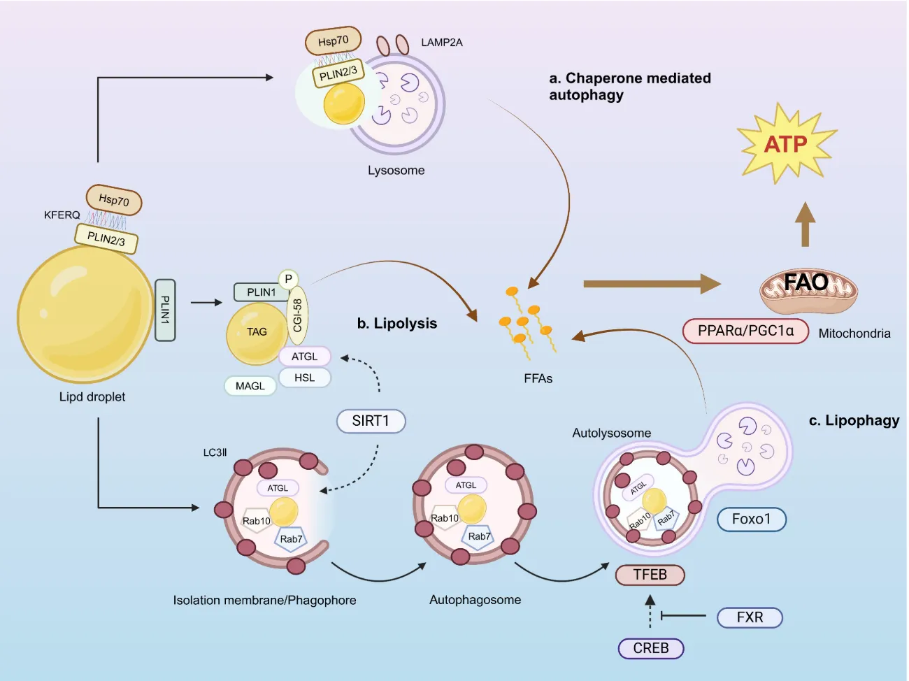 งานวิจัยชี้ไขมันพอกไตสัมพันธ์กับไตวาย แต่ดีขึ้นได้ด้วย Autophagy