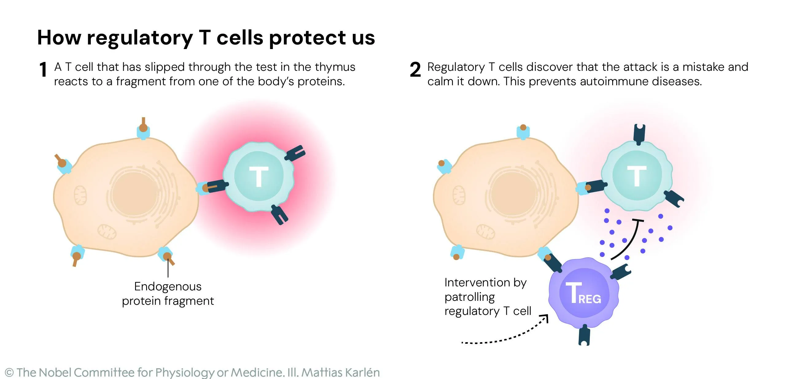 Nobel Prize Awards 2025 Regulatory T cells