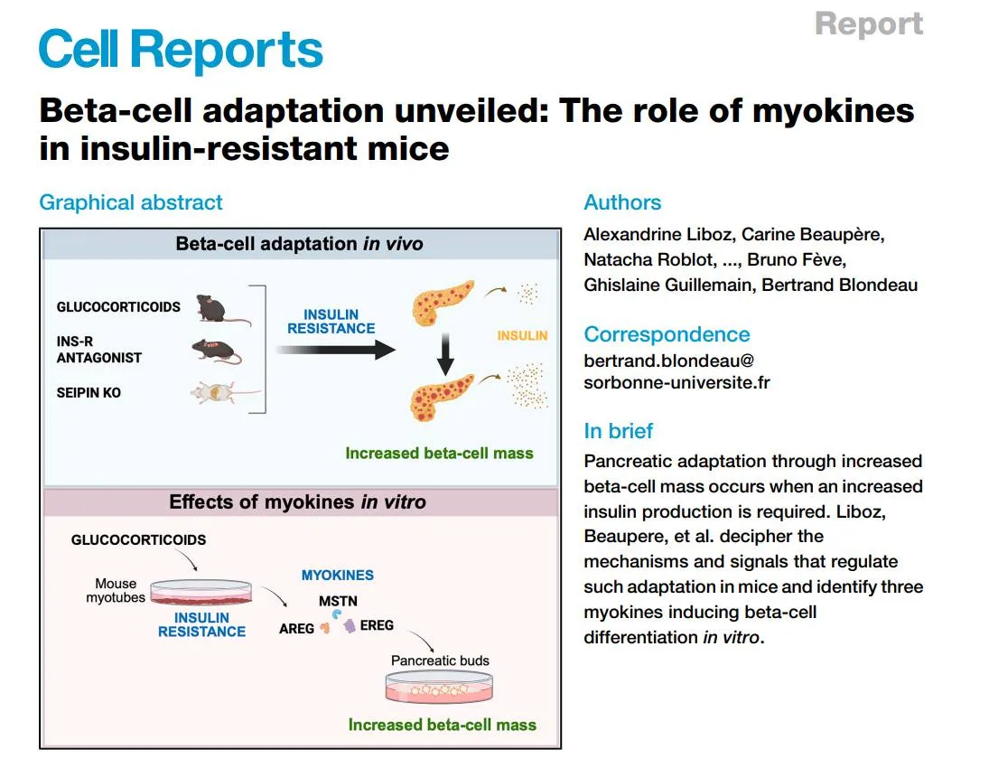 เมื่อกล้ามเนื้อช่วยตับอ่อน: ความหวังใหม่สำหรับคนเบาหวาน